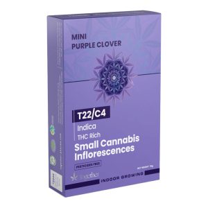 פרפל קלובר מיני - Purple Clover